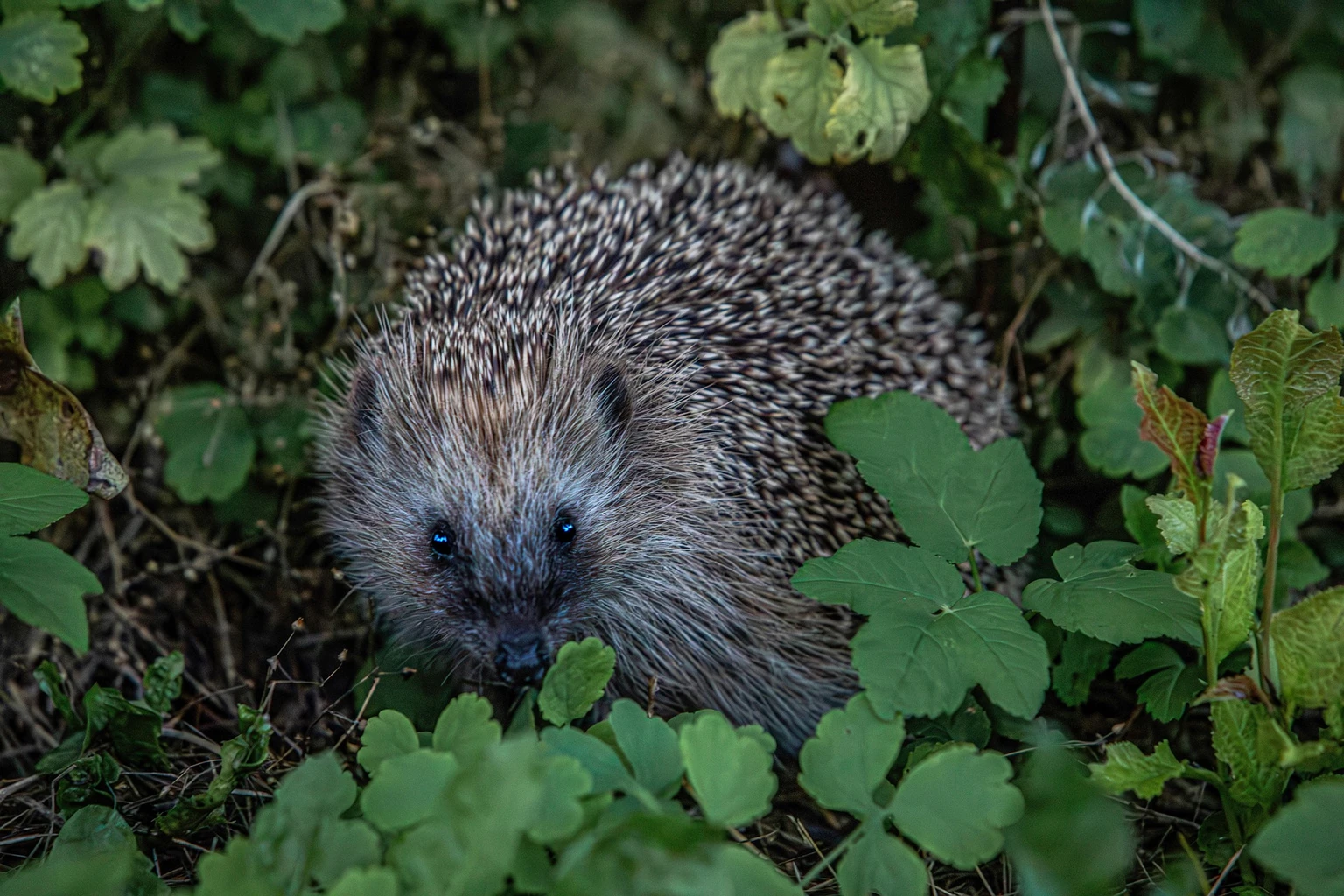 Hedgehog