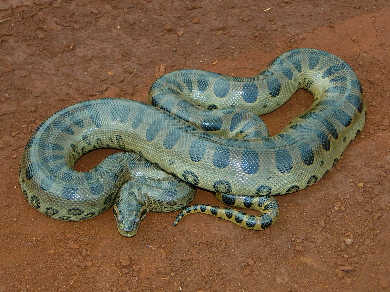 Green anaconda
