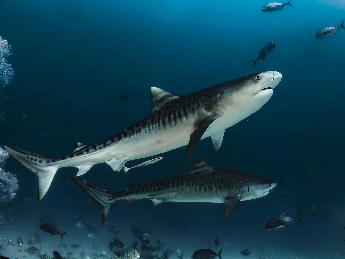 Tiger shark