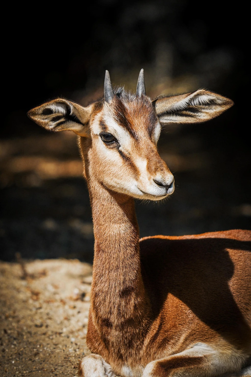Dorcas Gazelle