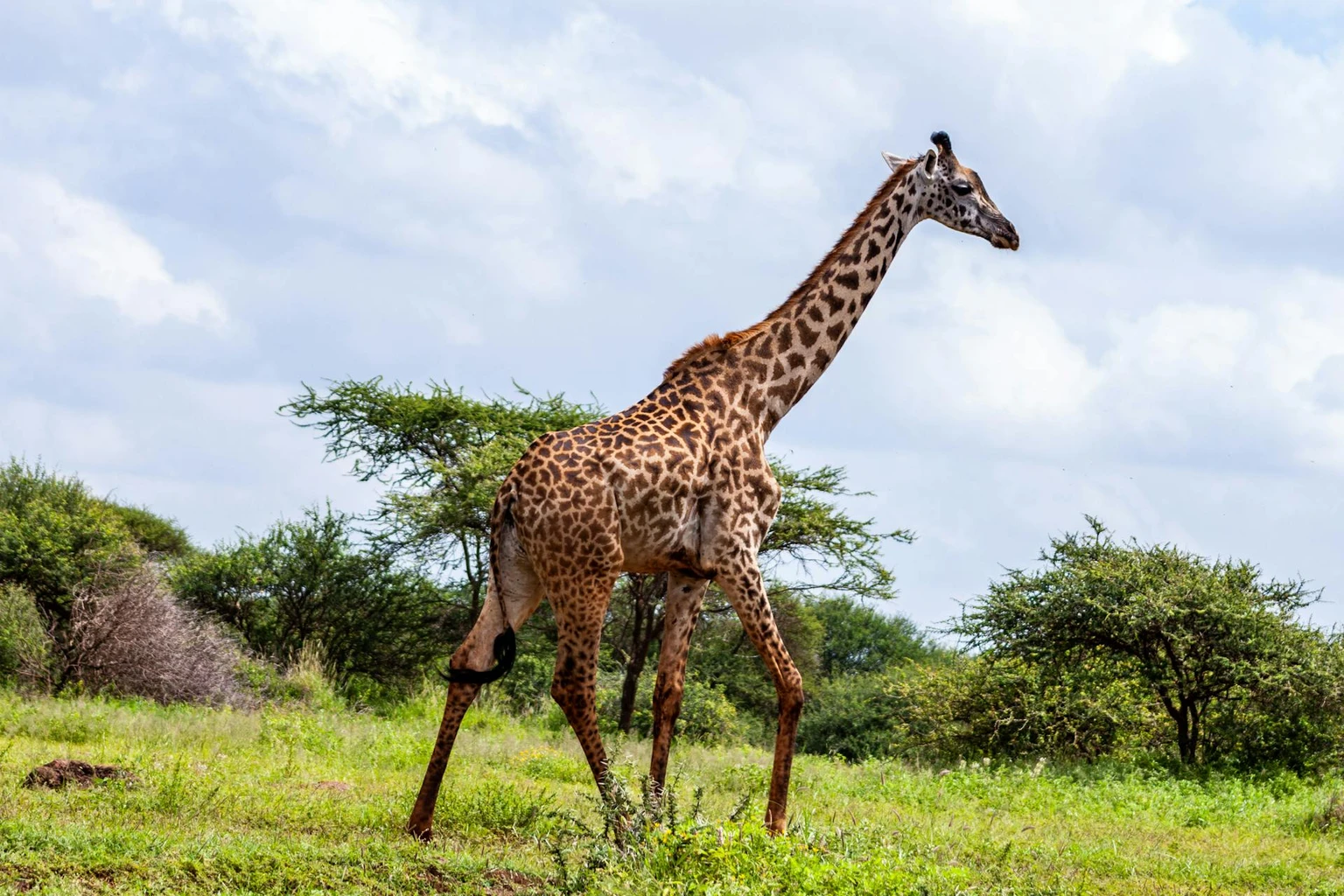 Giraffe