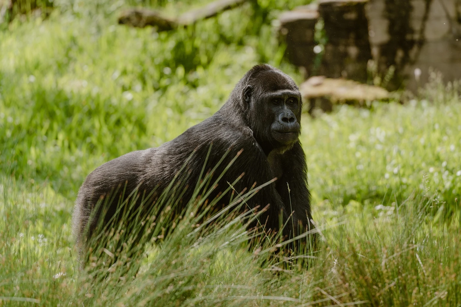 Gorilla