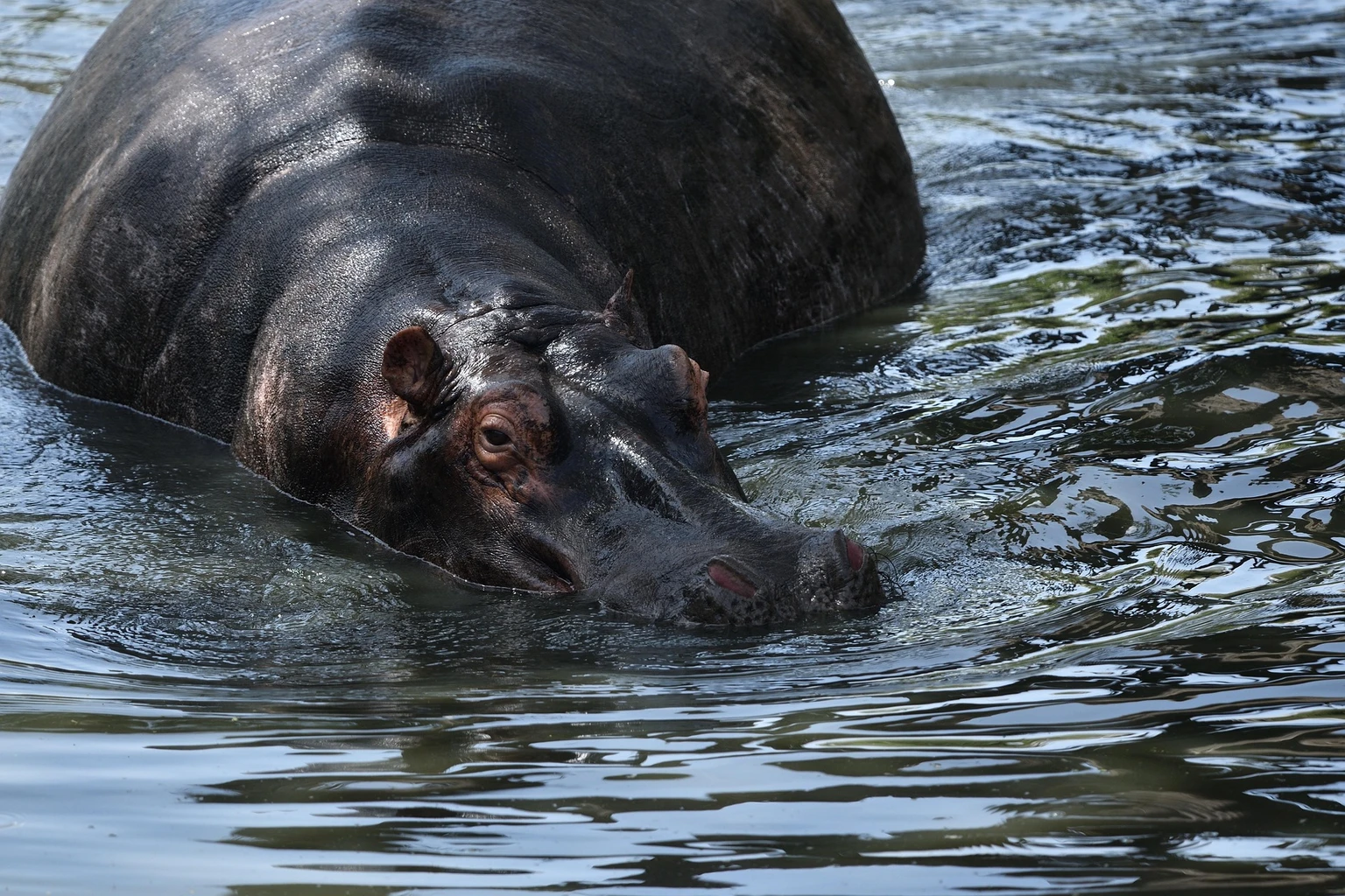 Hippopotamus