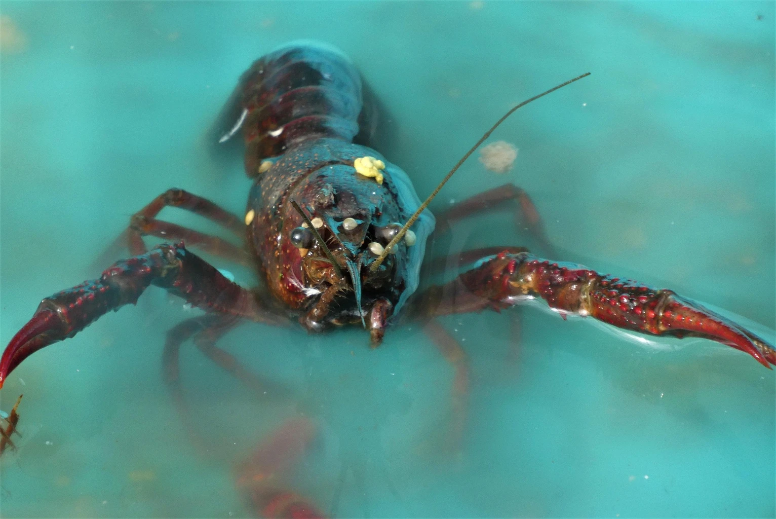 European lobster
