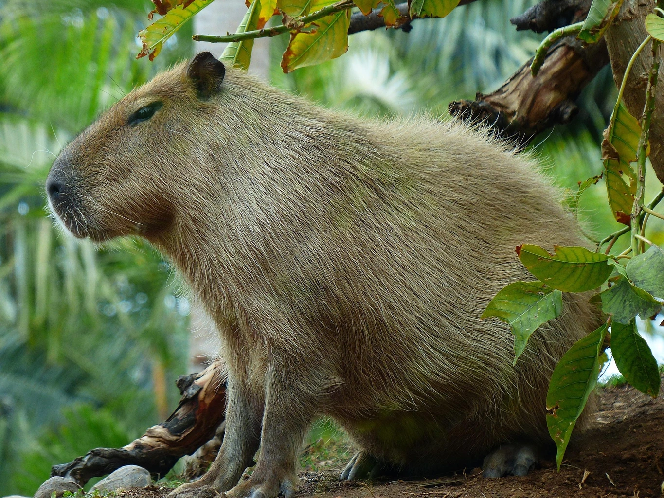 Capybara