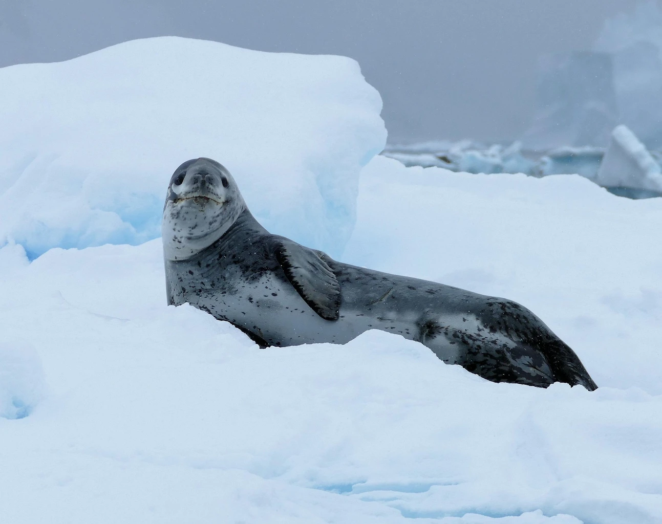 Leopard Seal