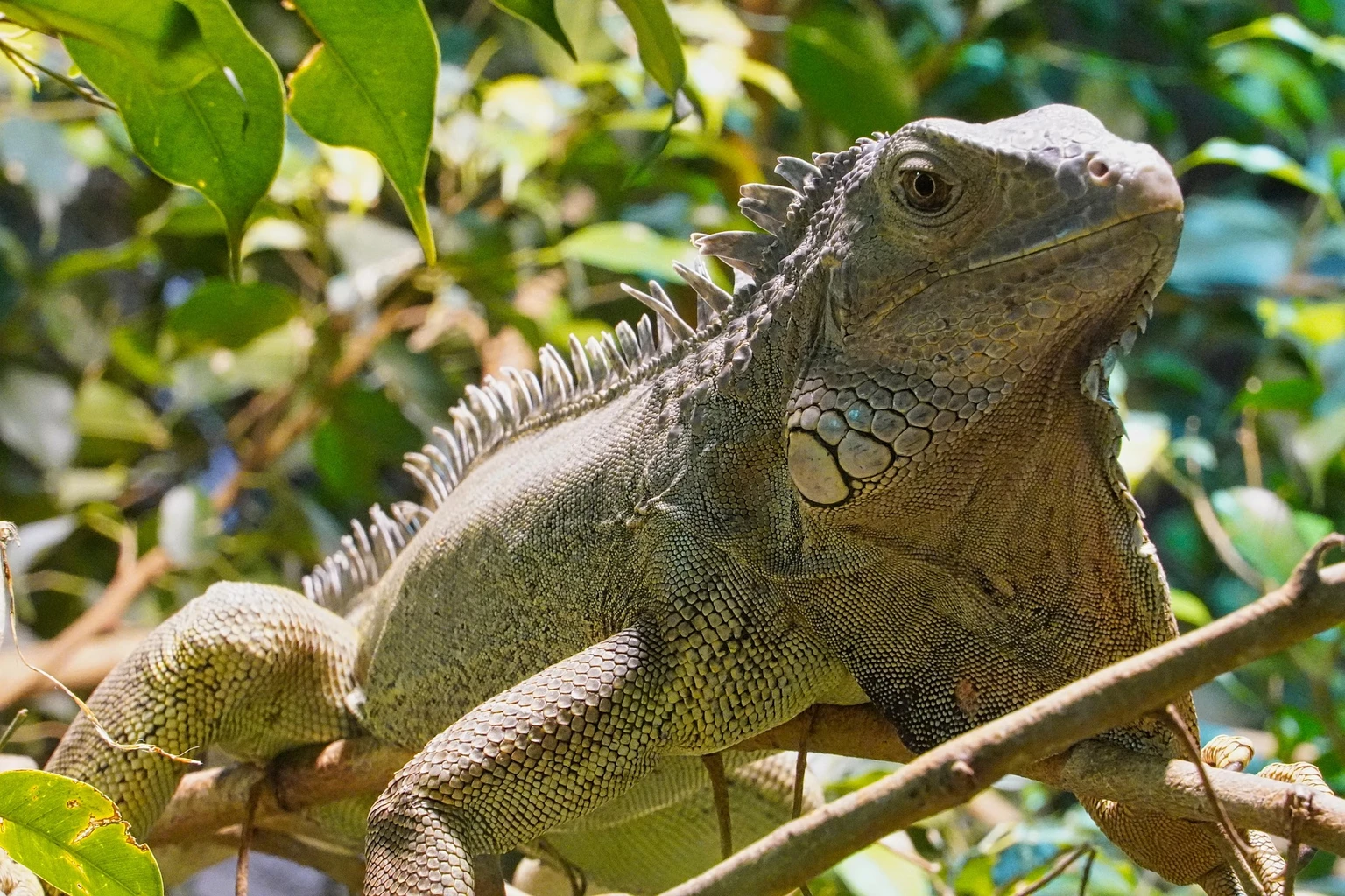Green iguana