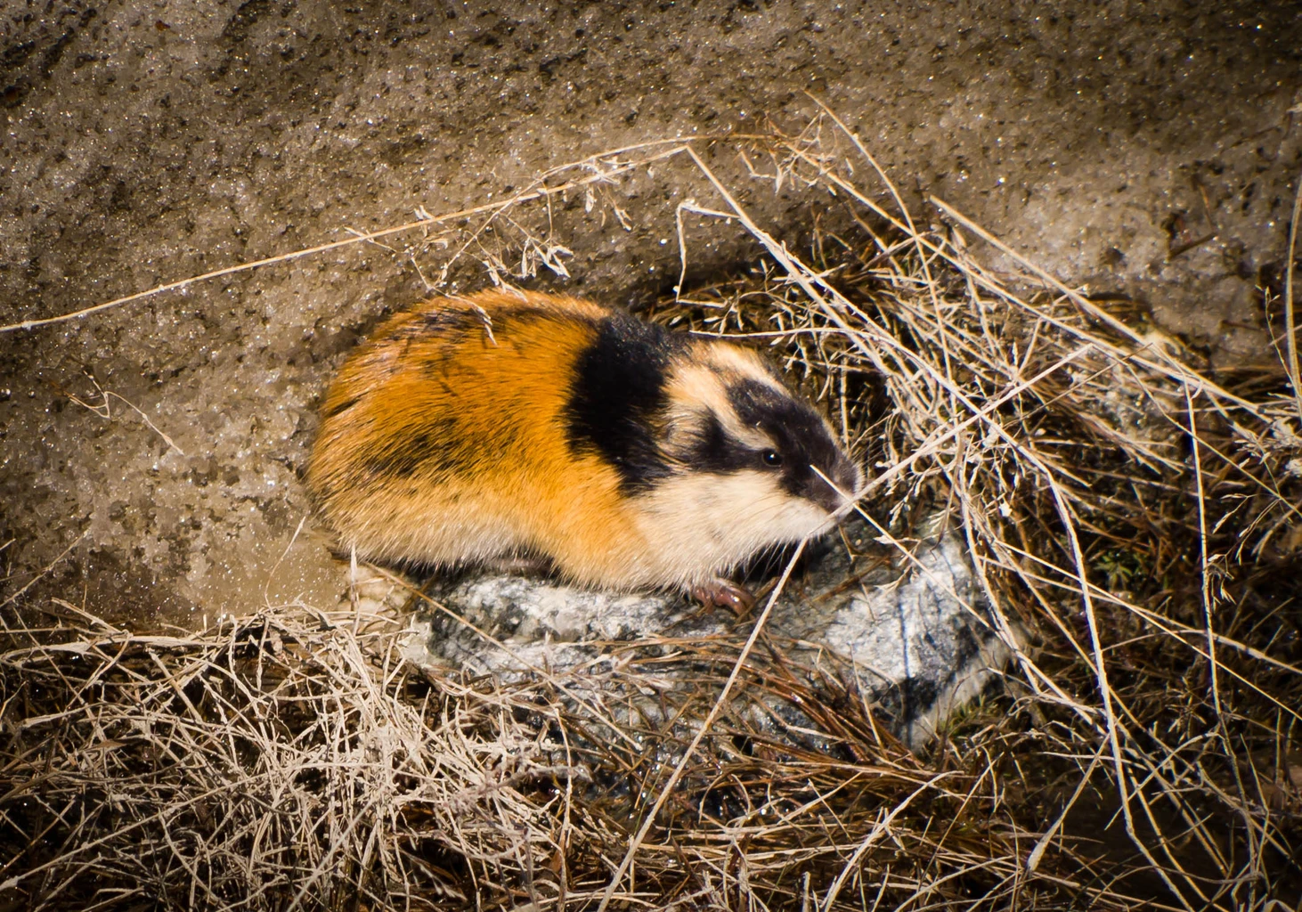 Lemming