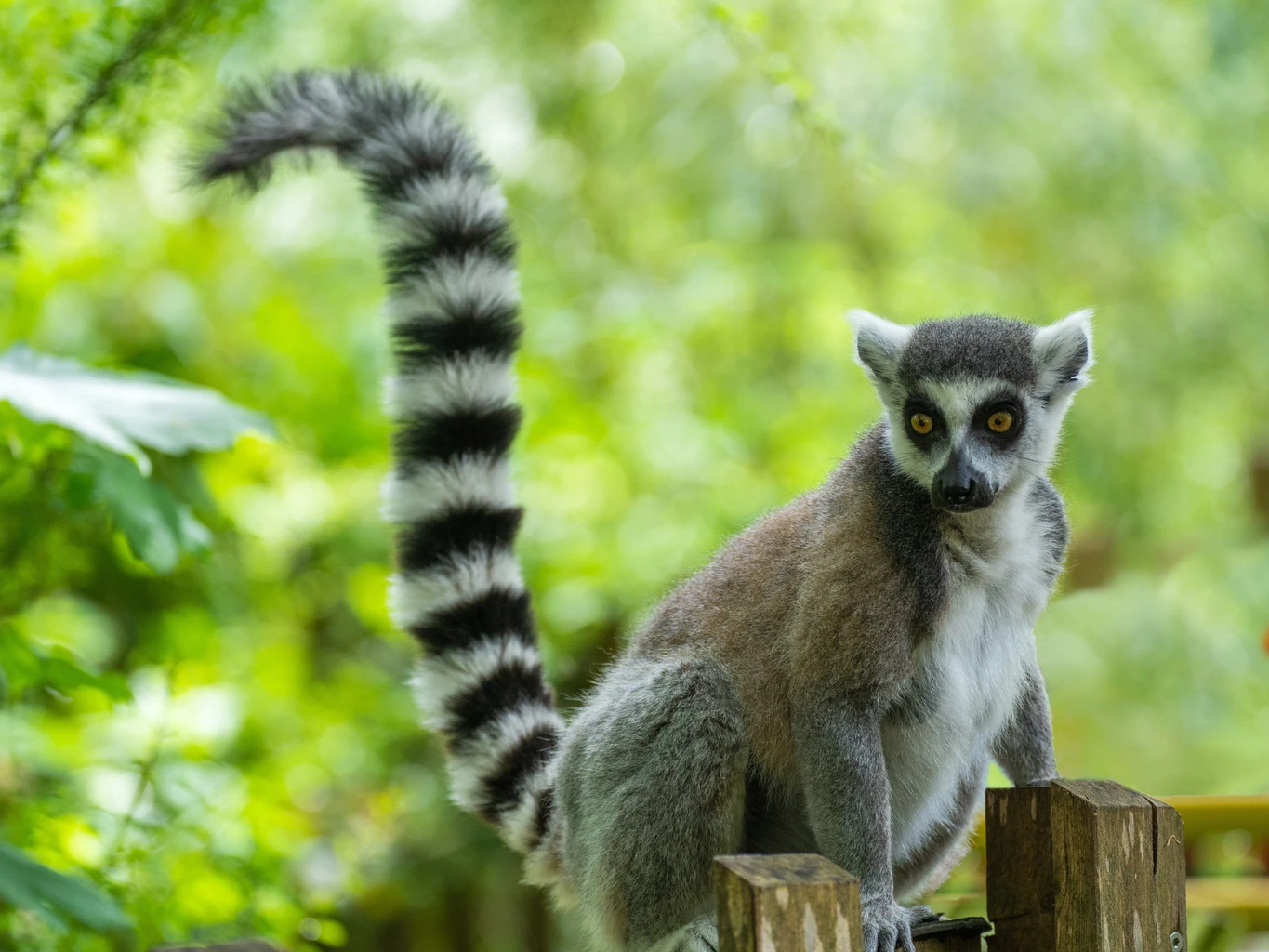 Lemur