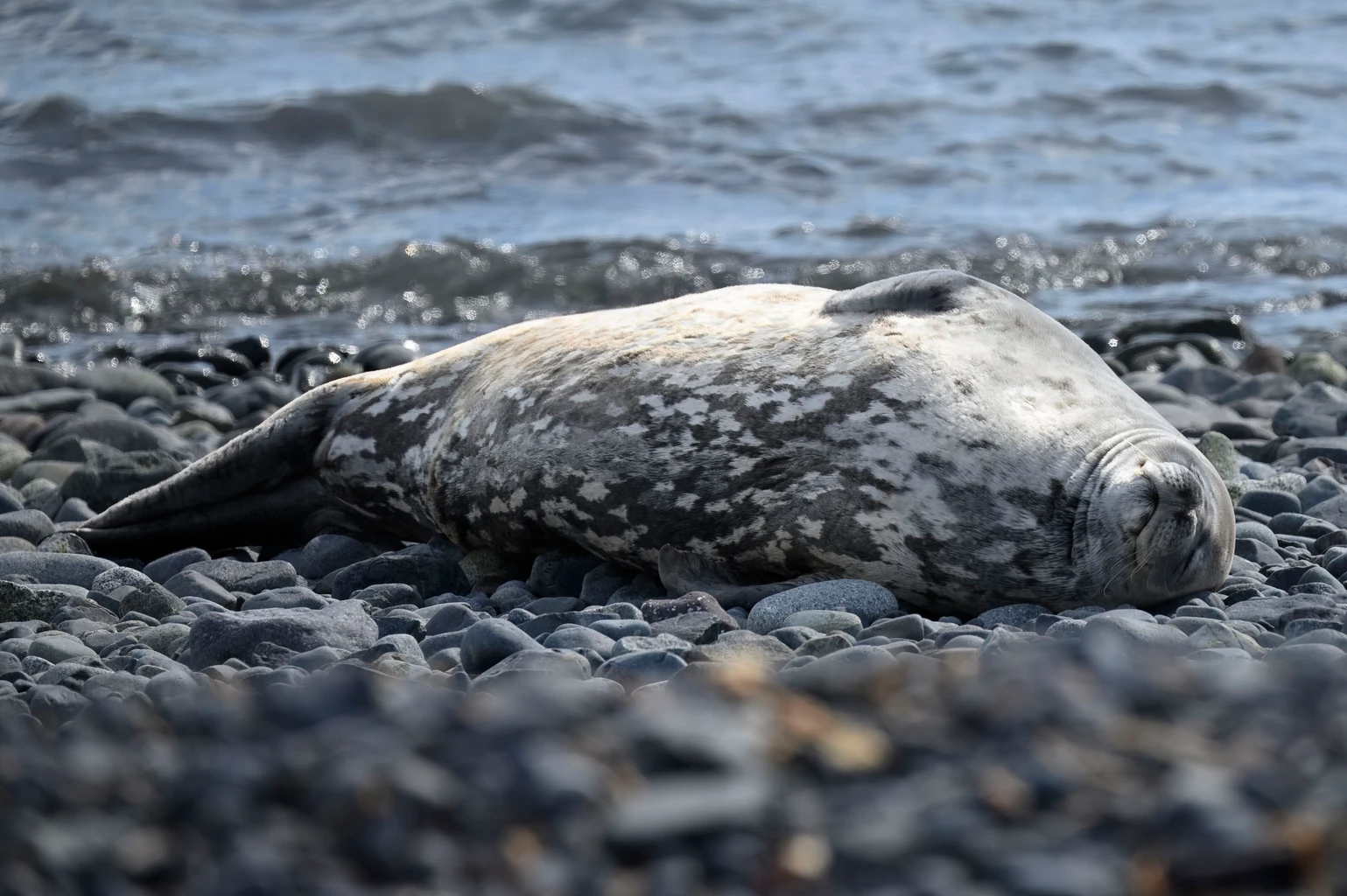 Weddell Seal
