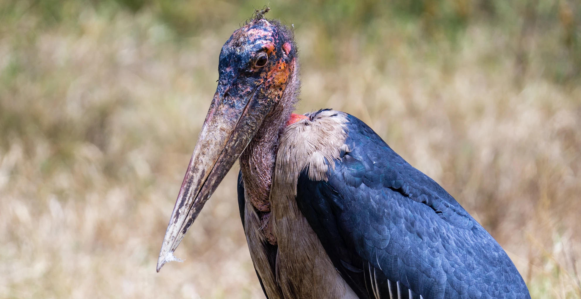 Marabu