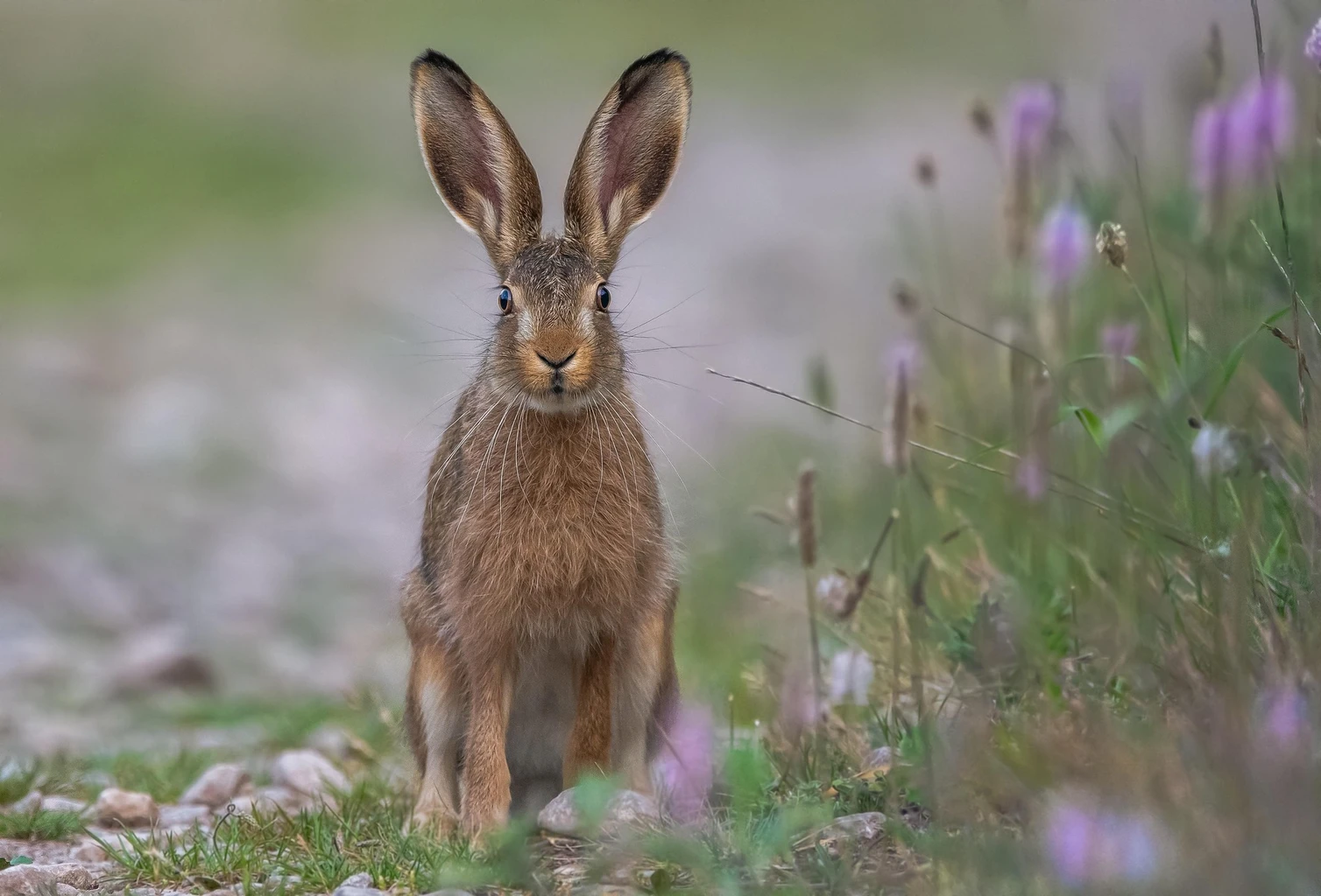 European Hare