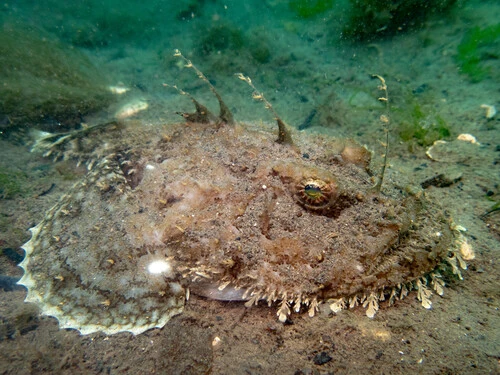Anglerfish