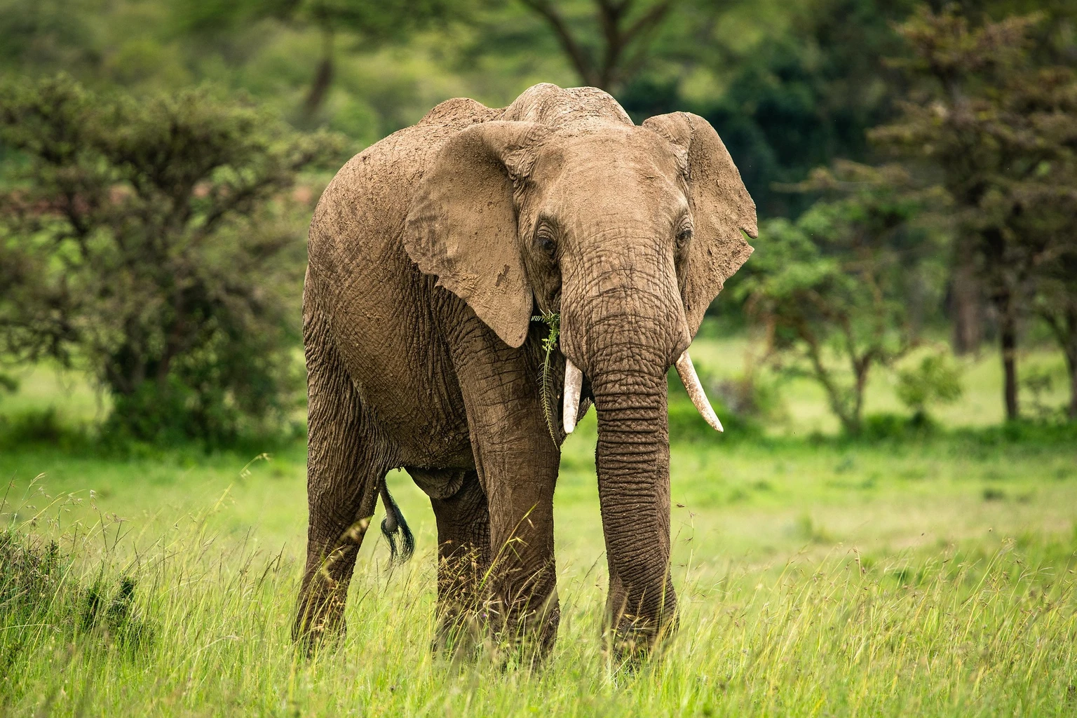 African Bush Elephant