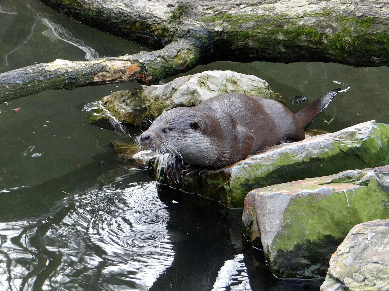 Fischotter