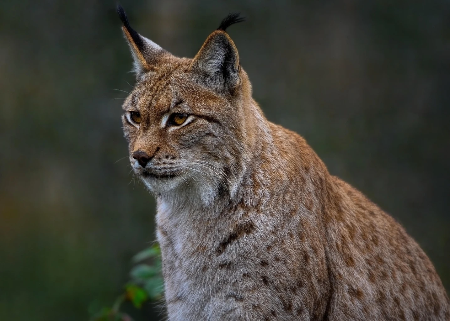 Eurasian Lynx