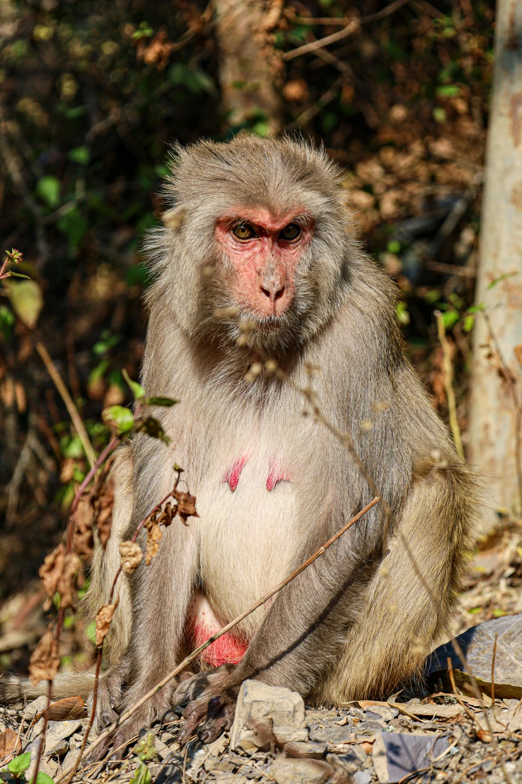 Rhesus Macaque
