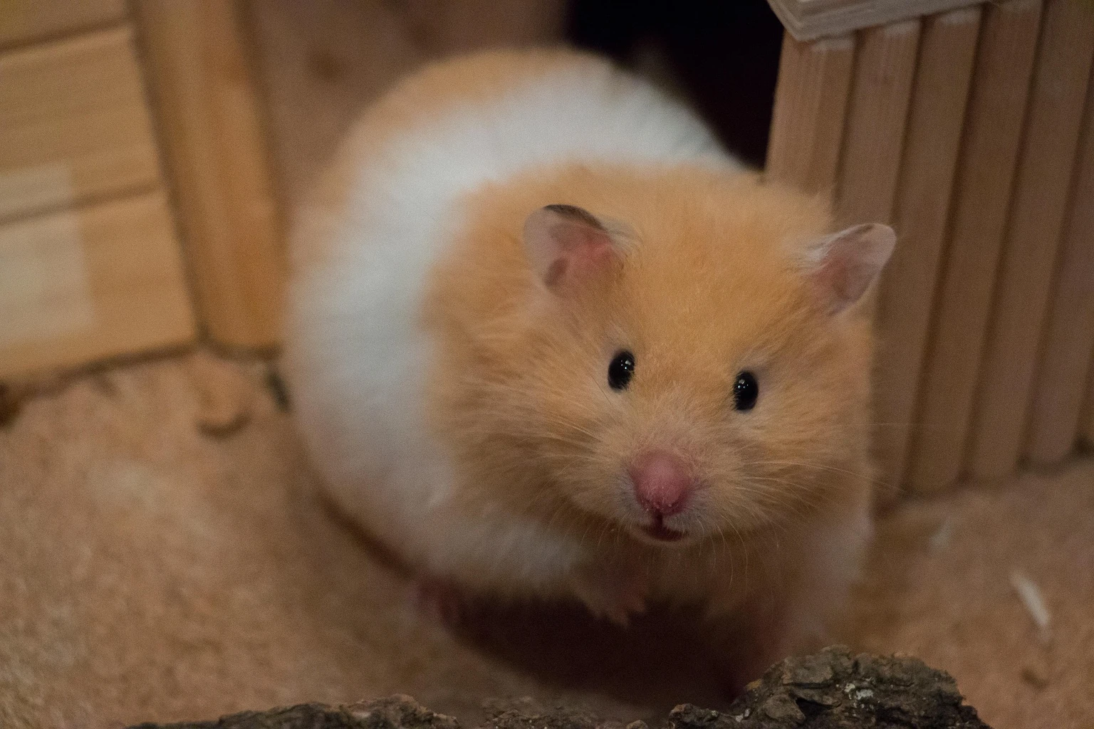 Hamster
