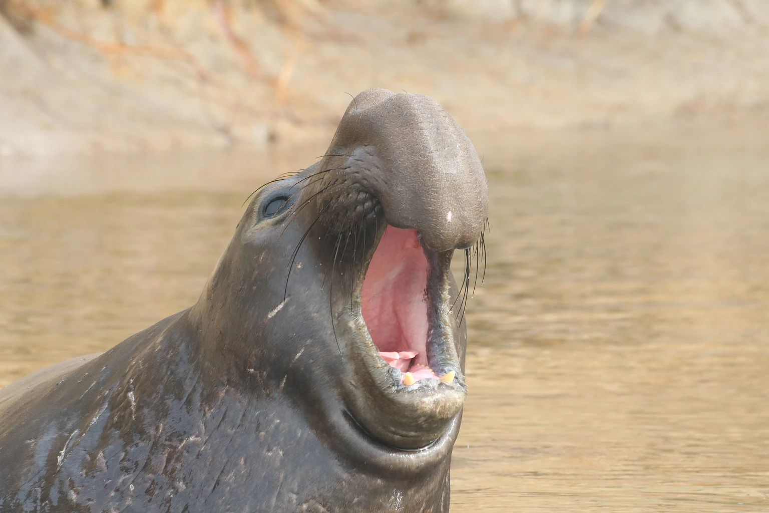 Elephant Seal