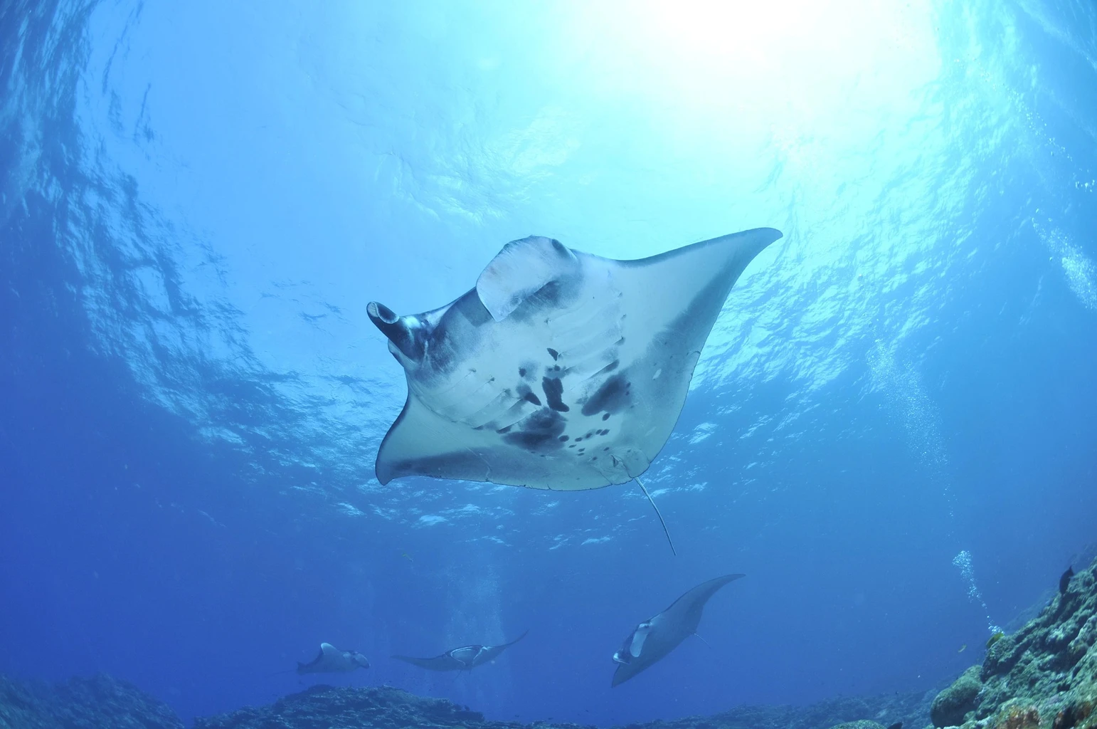 Giant oceanic manta ray