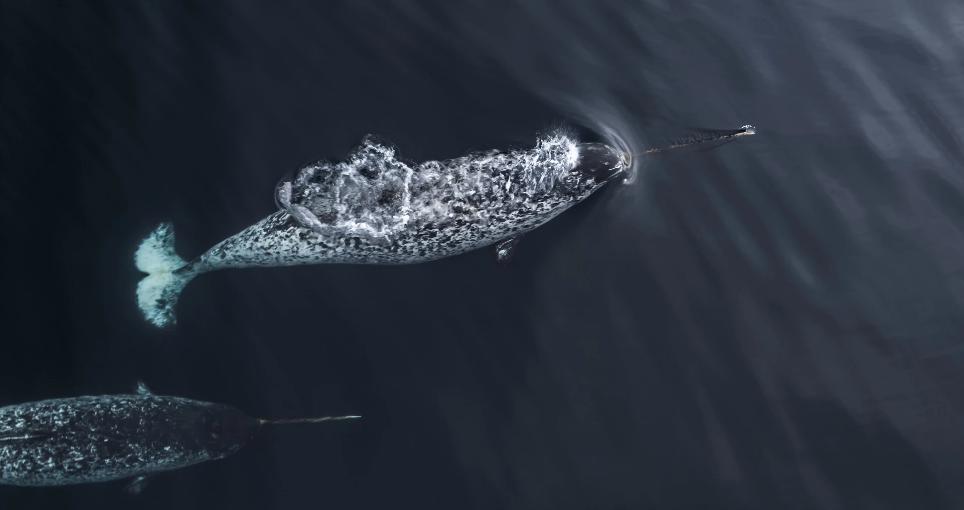 Narwhal