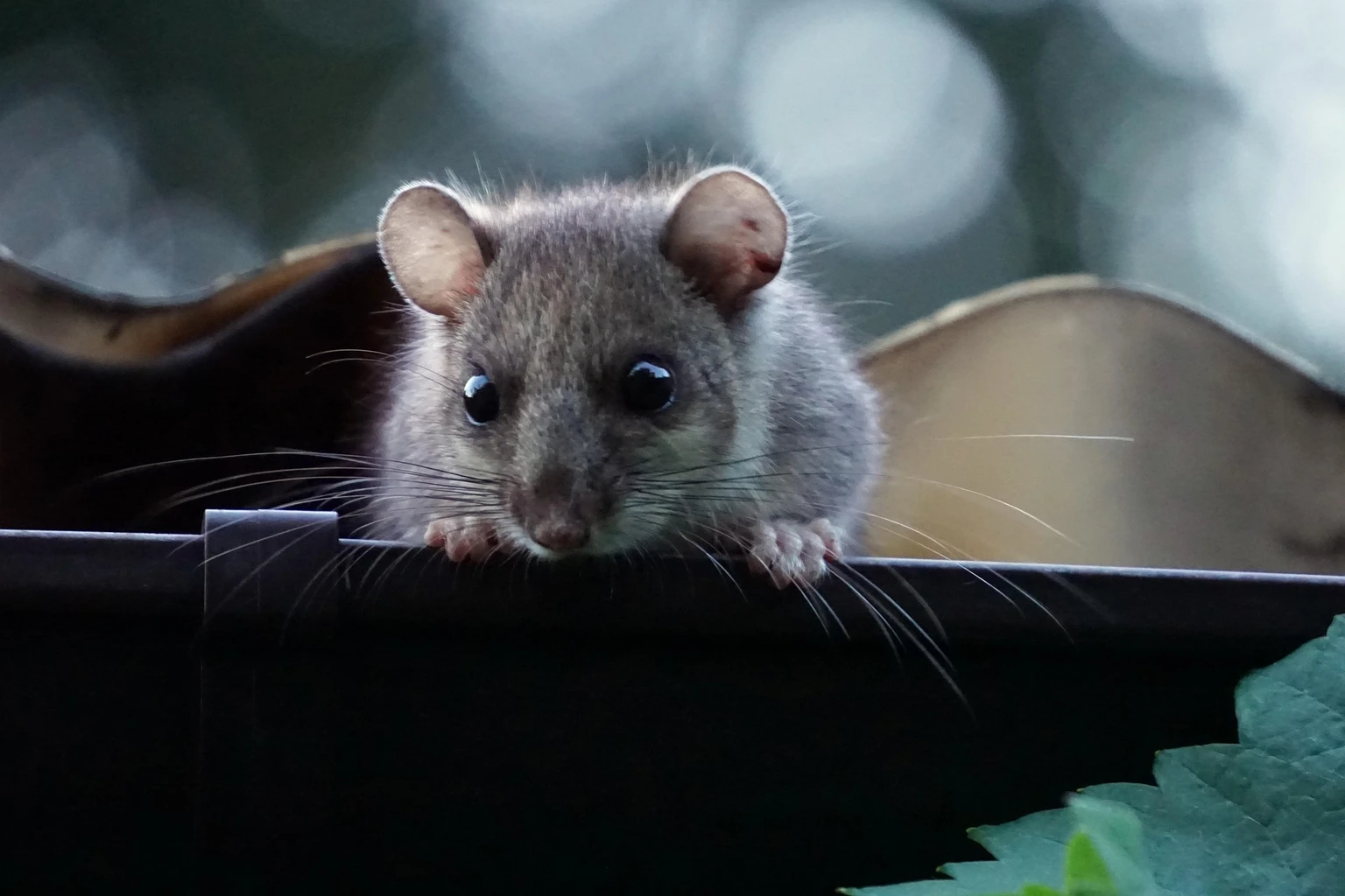 Hazel Dormouse