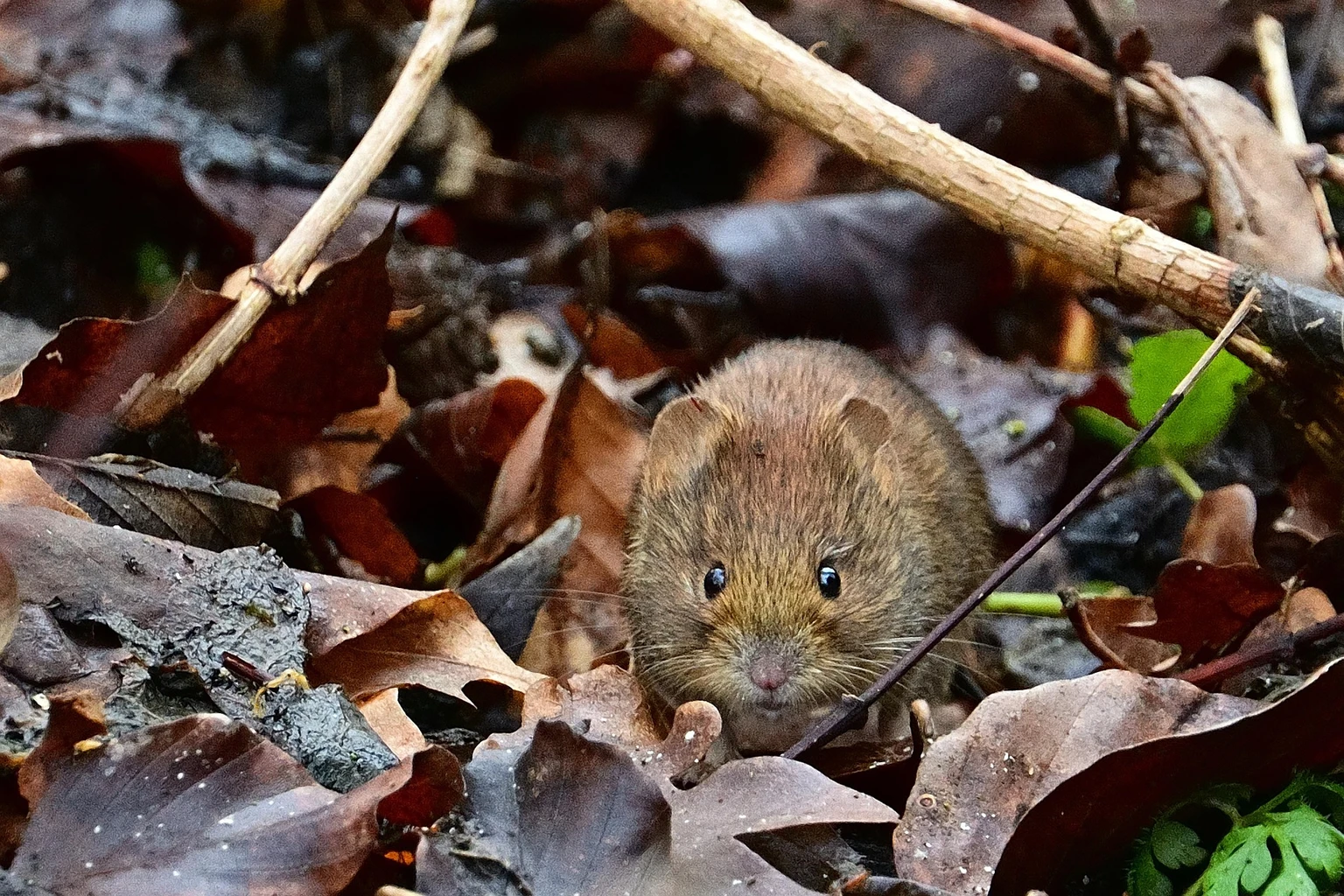 Bank Vole