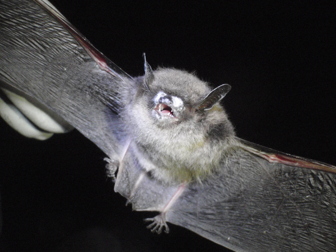 Little Brown Bat