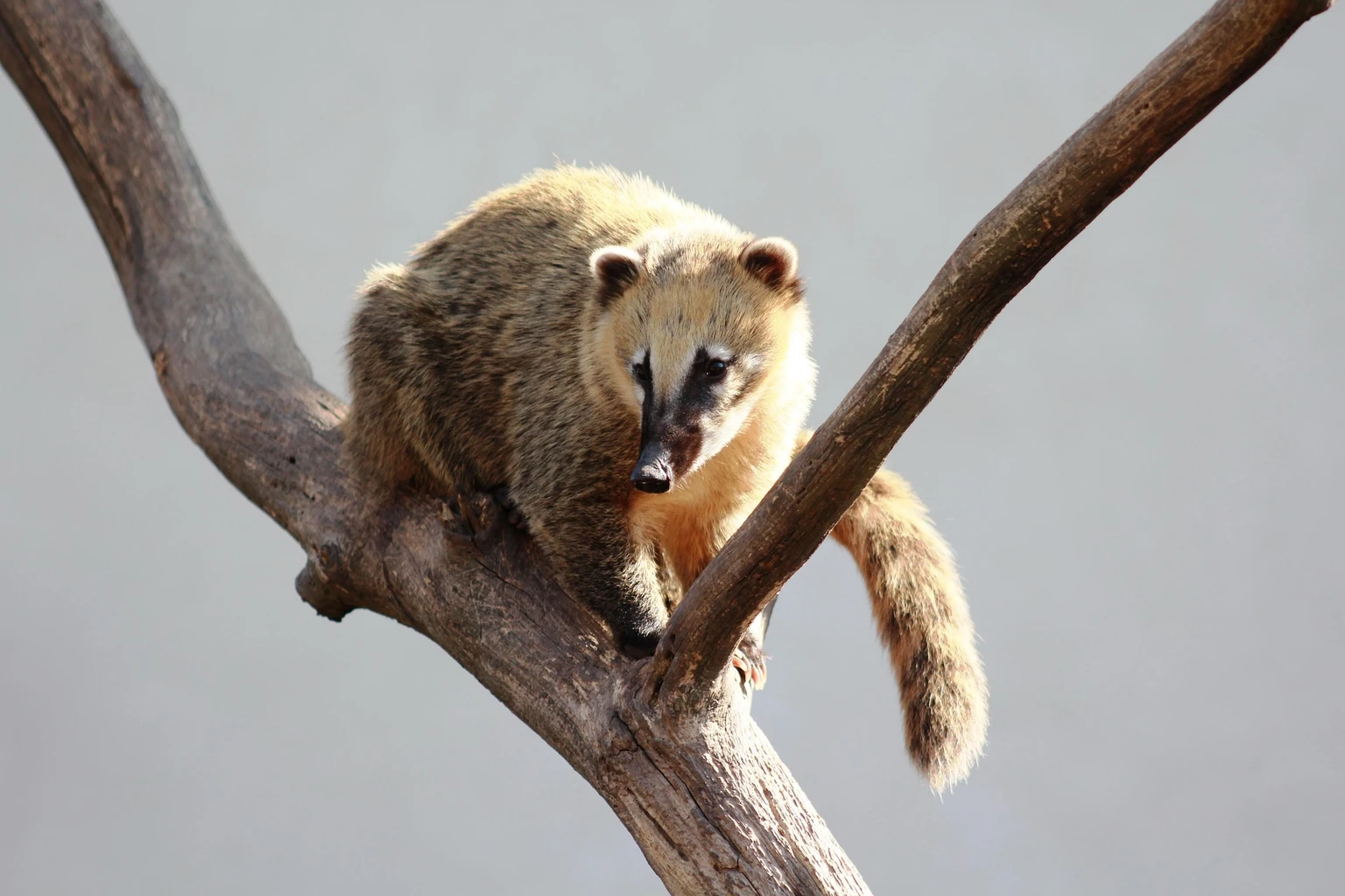 South American Coati