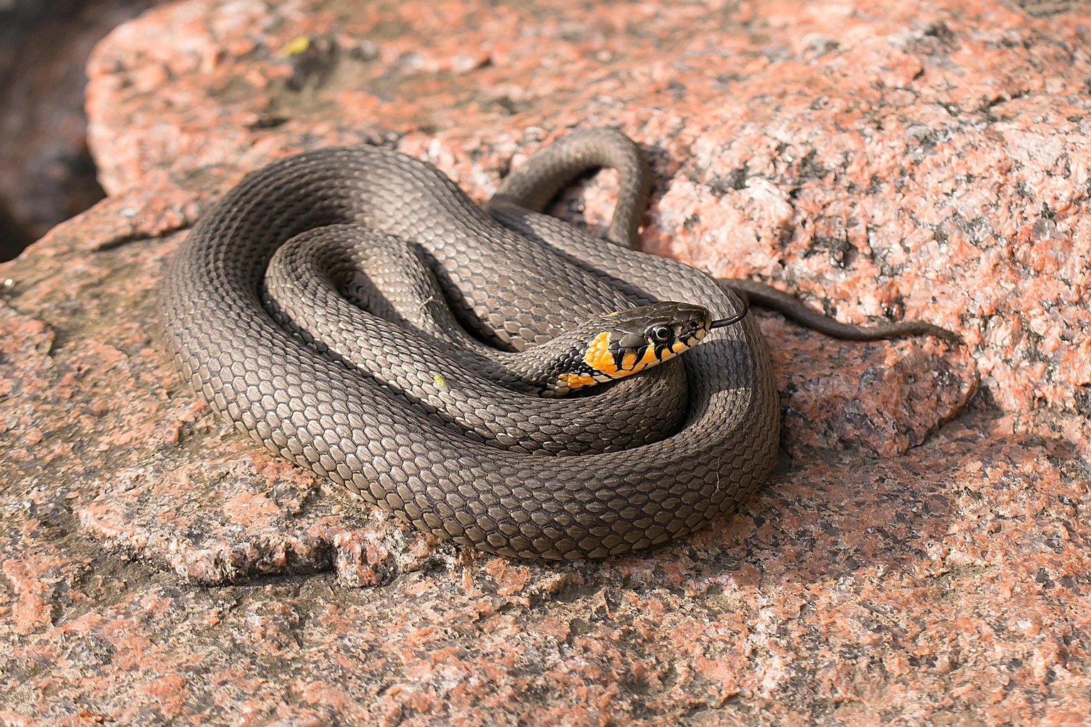 Grass snake