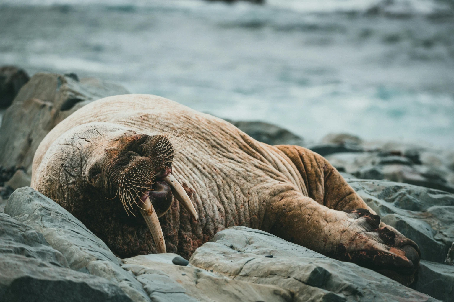 Walrus