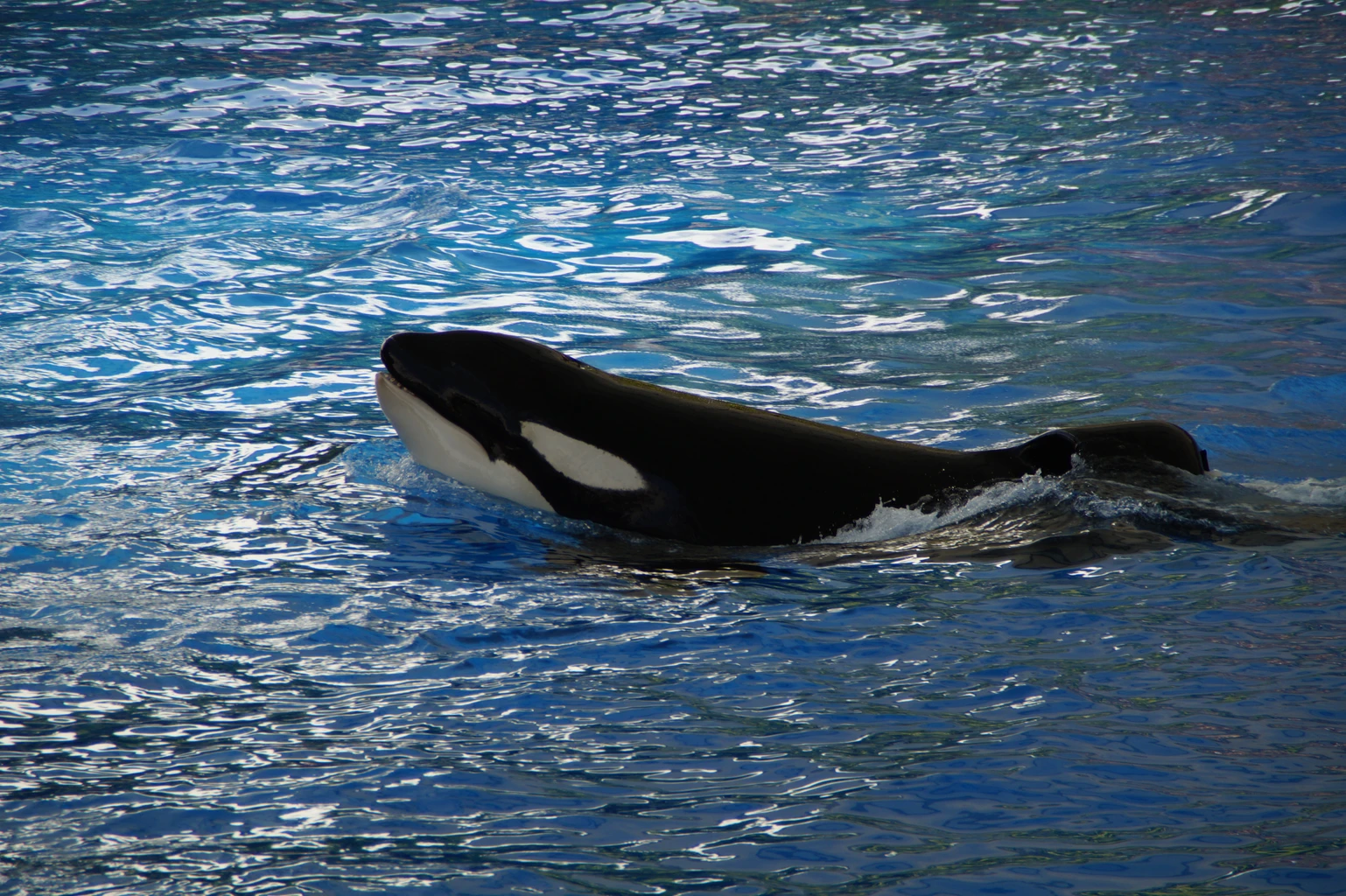 Orca