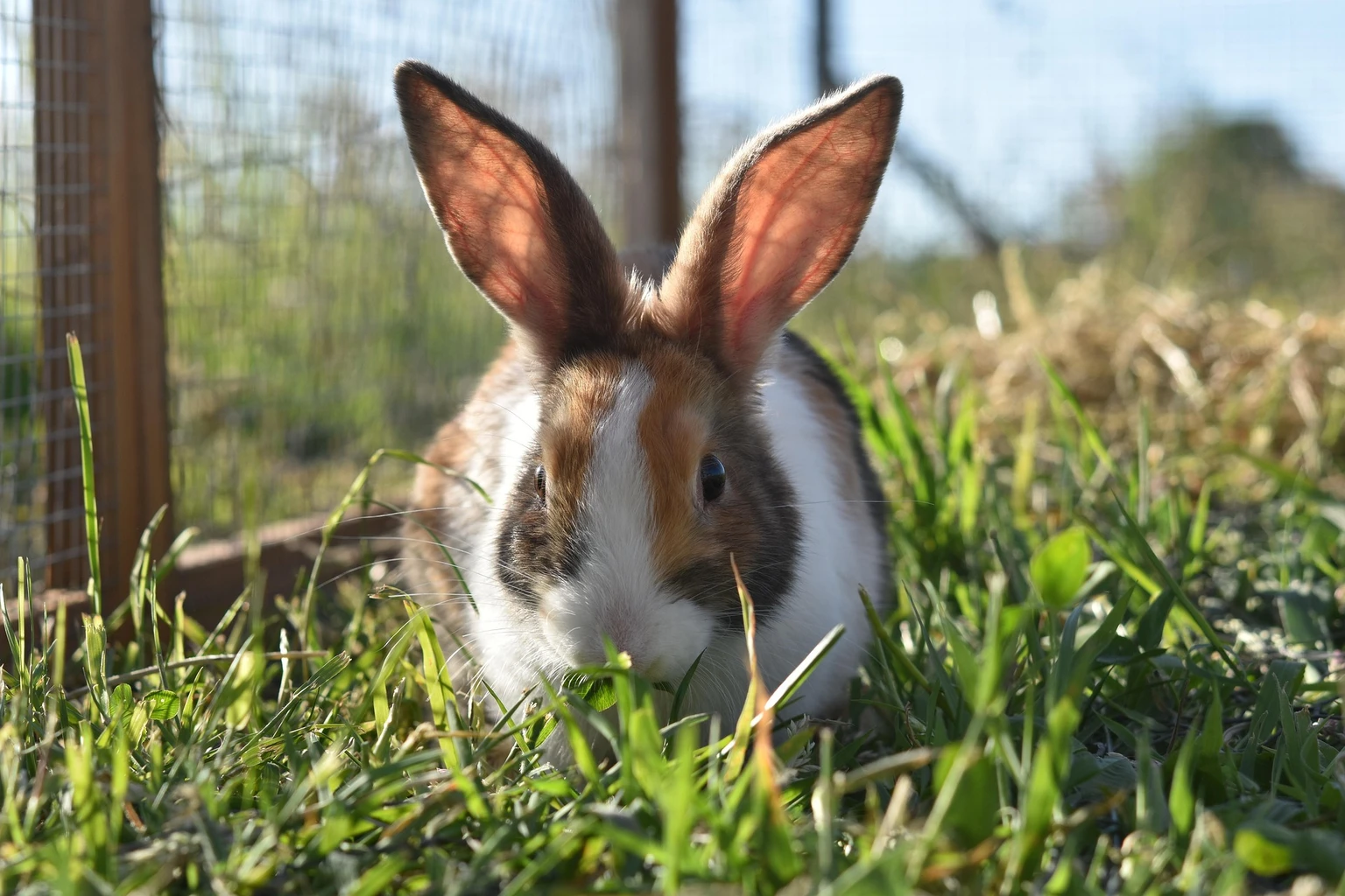 Domestic Rabbit