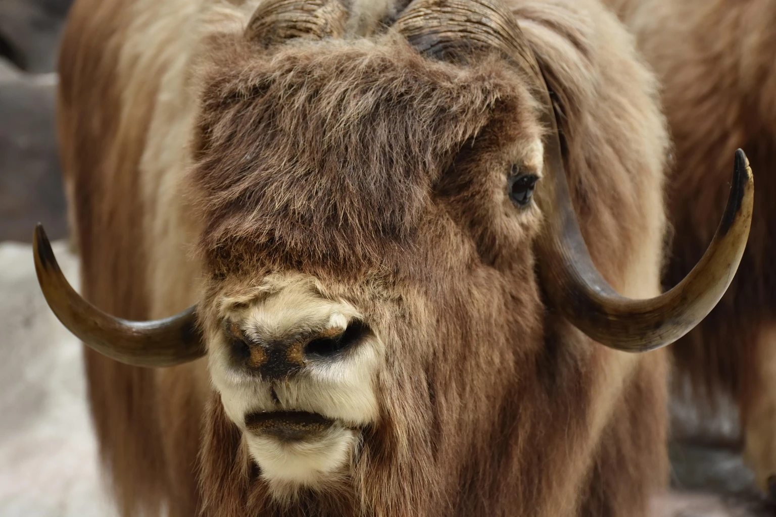 Muskox