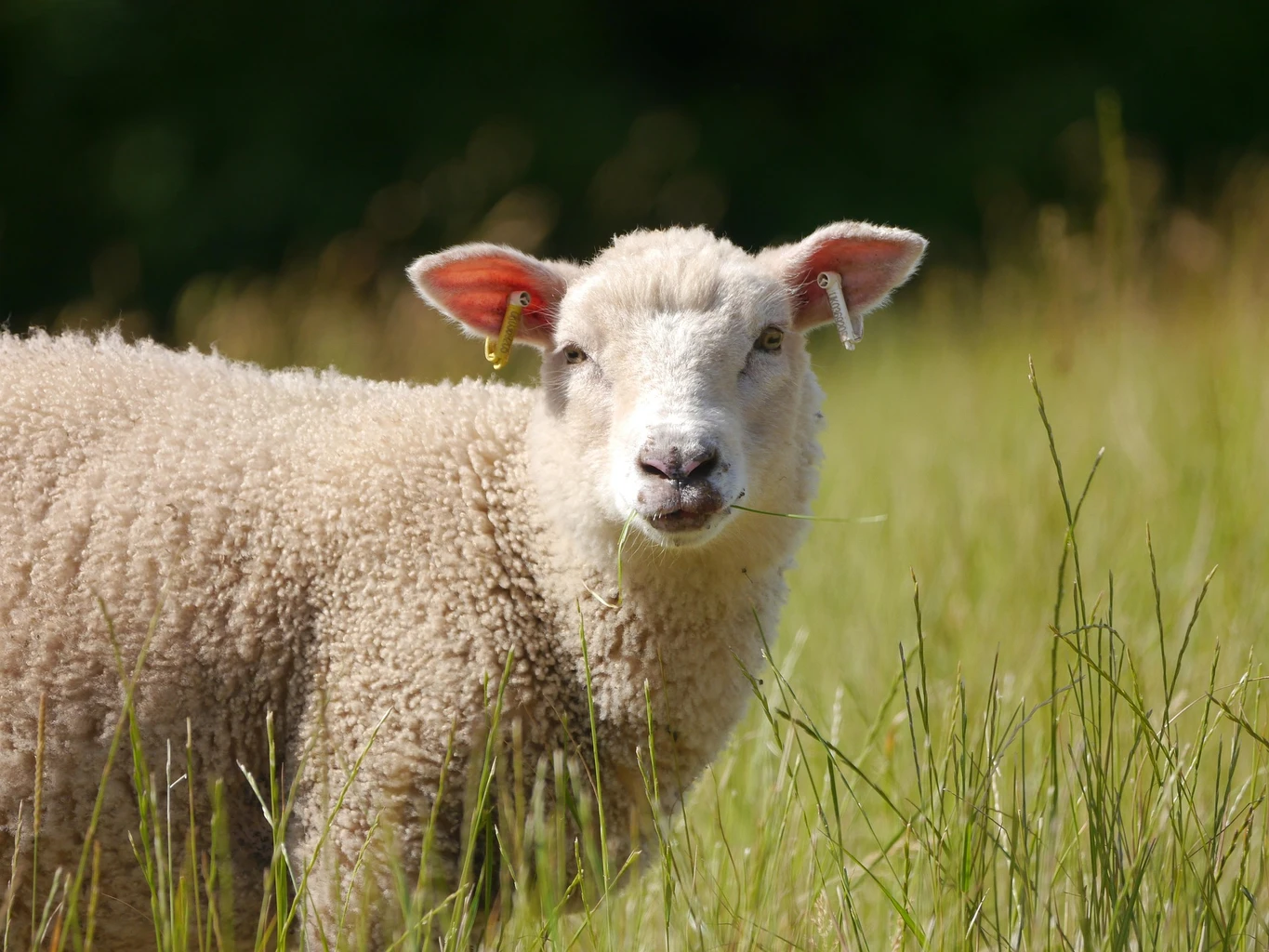 Sheep