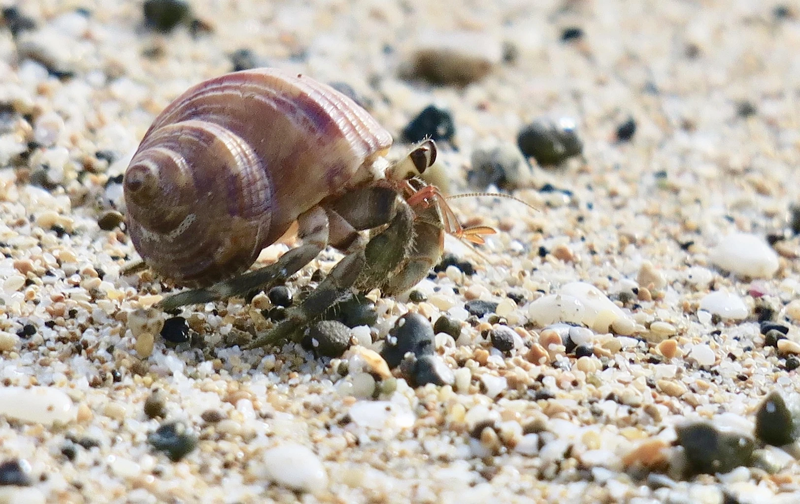 Hermit crab