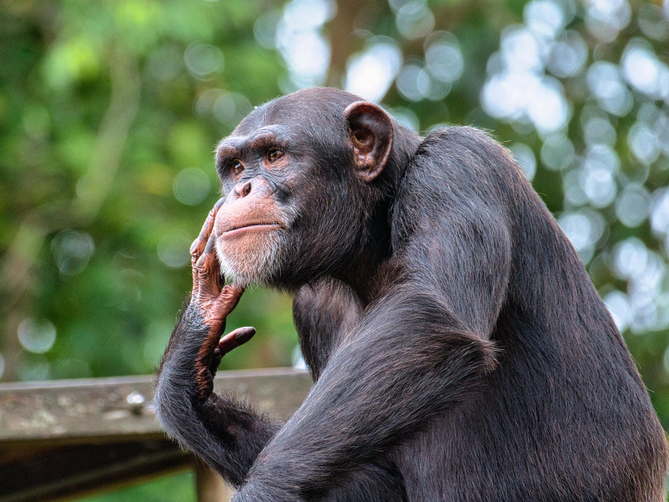 Chimpanzee