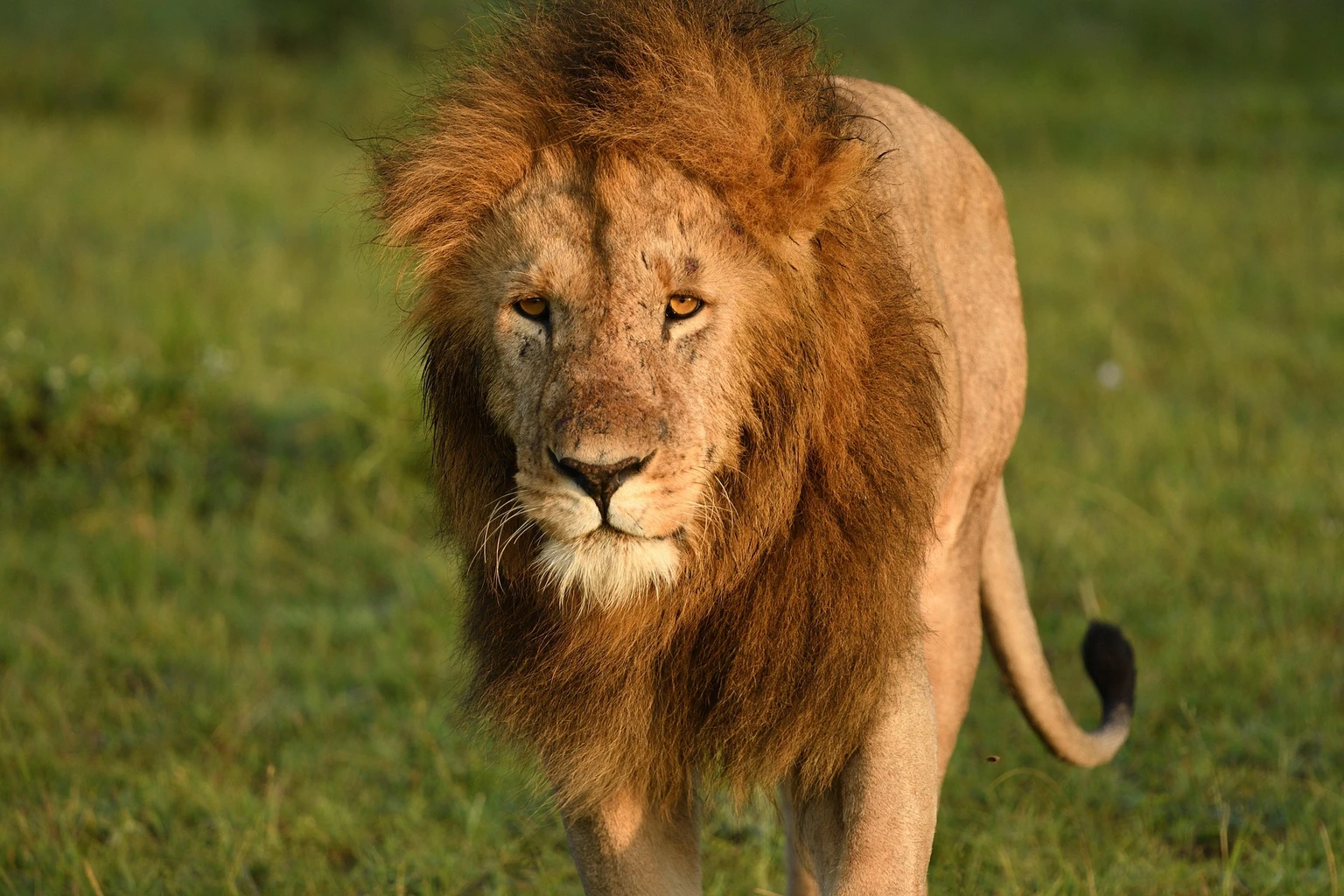 Lion