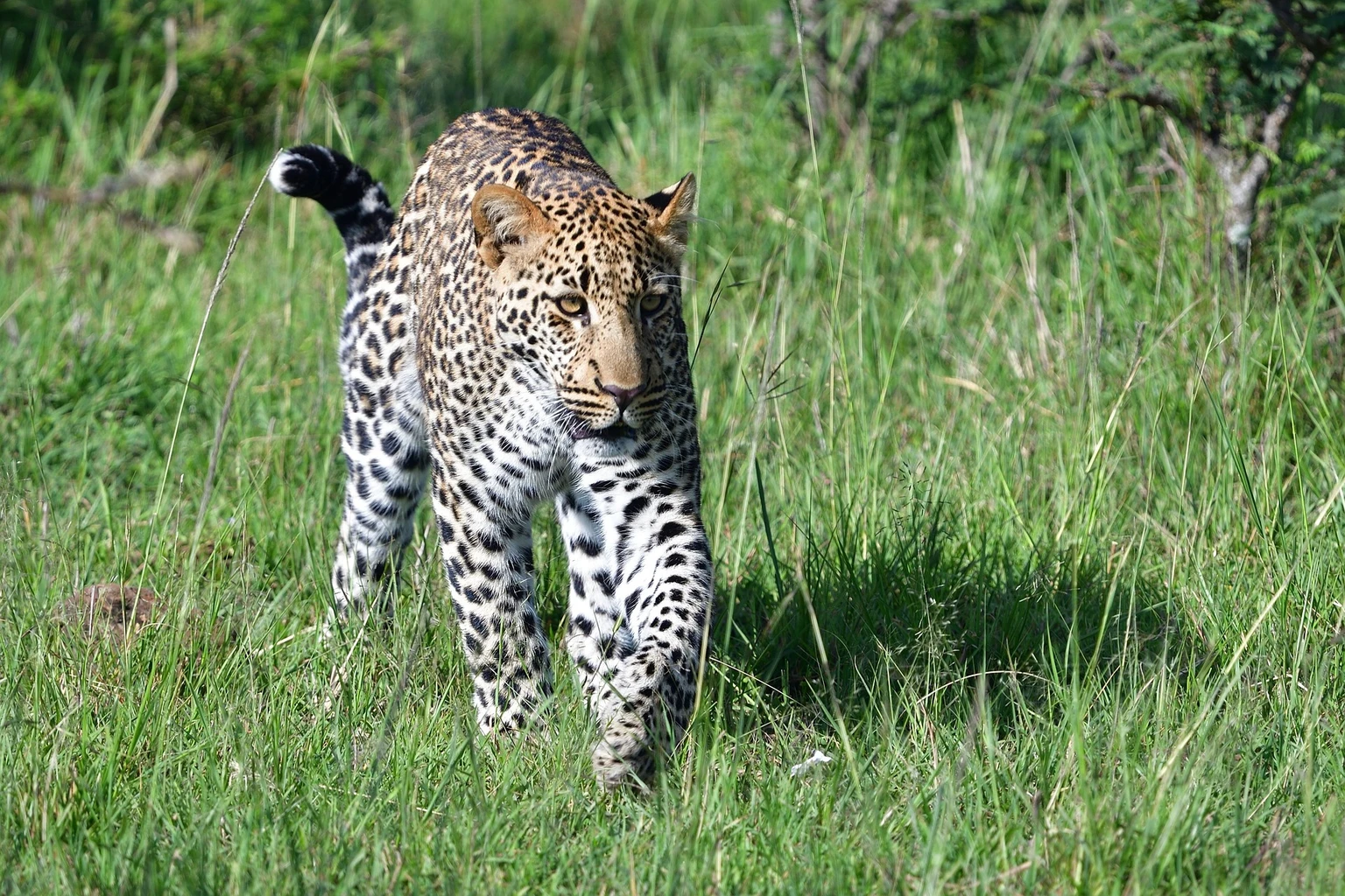 Leopard