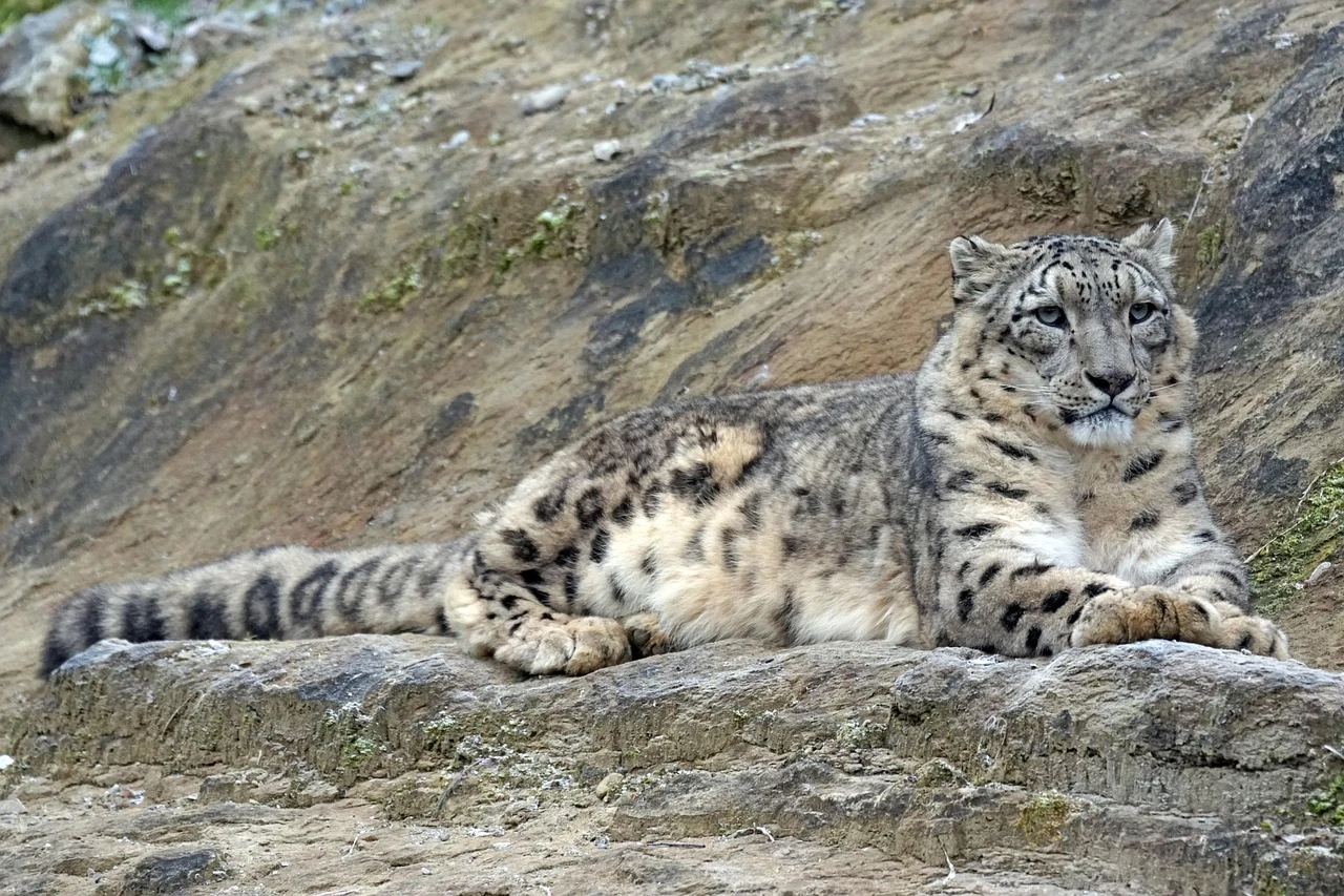 Snow Leopard