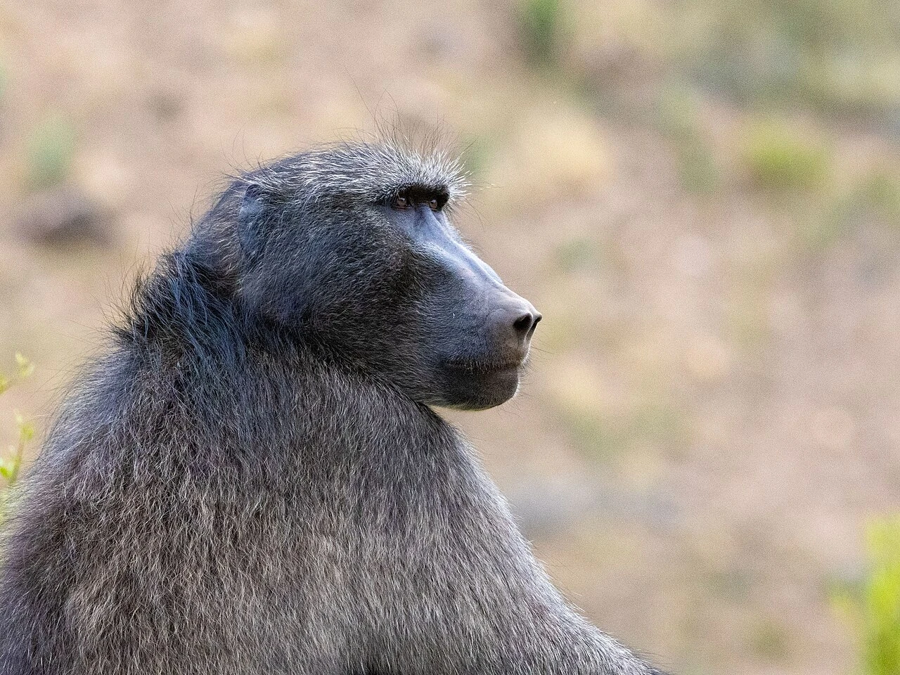 Baboon