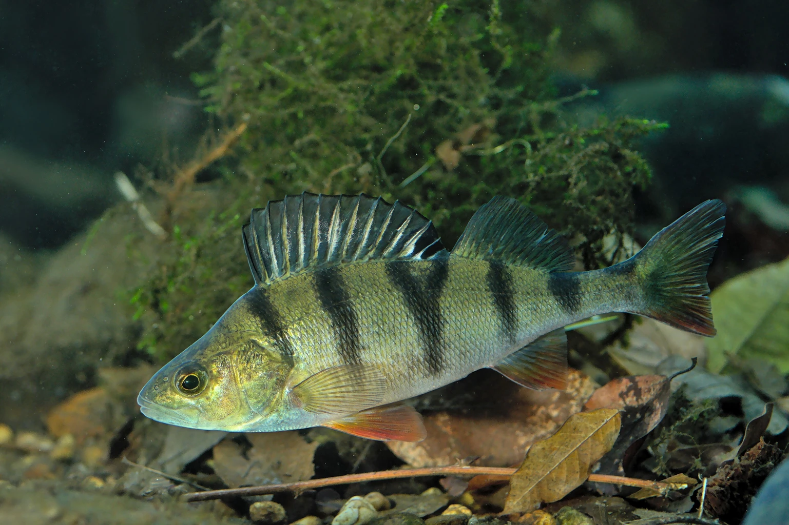 European perch