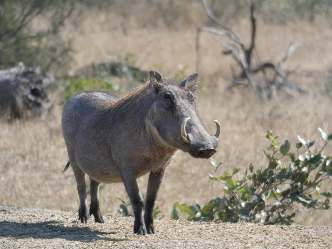 Warthog