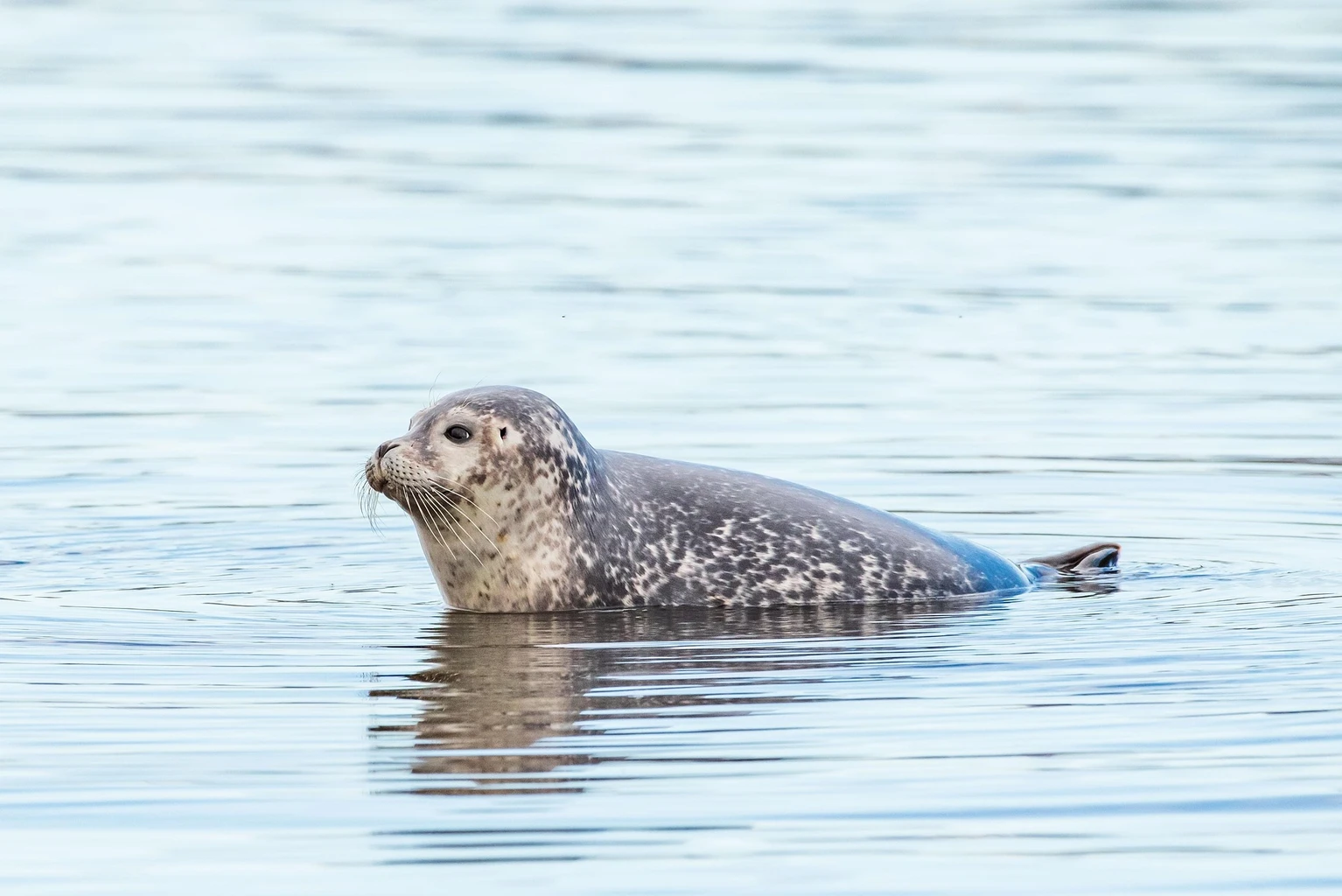 Harbor Seal