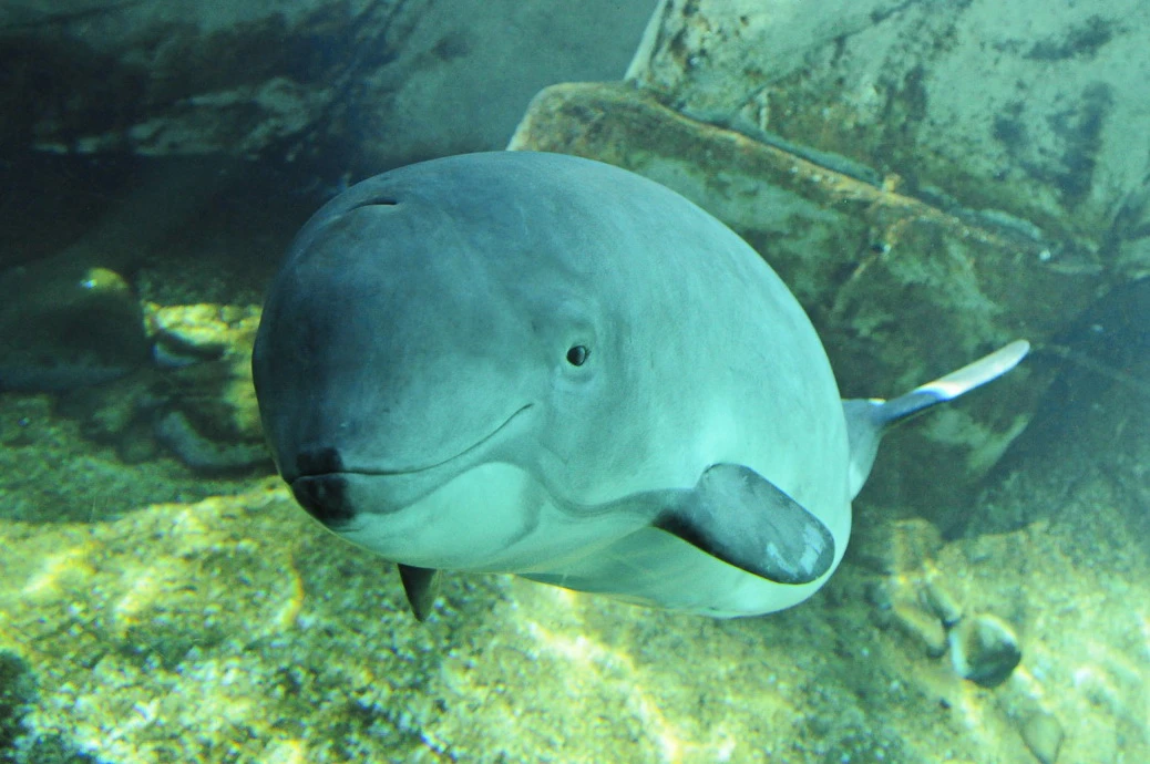 Harbour Porpoise