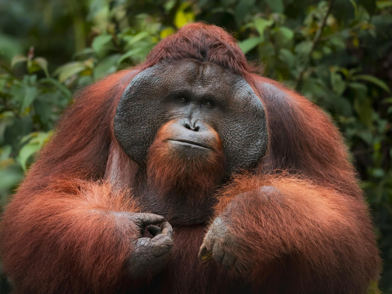 Orangutan