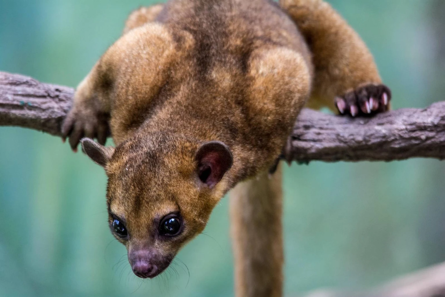 Kinkajou