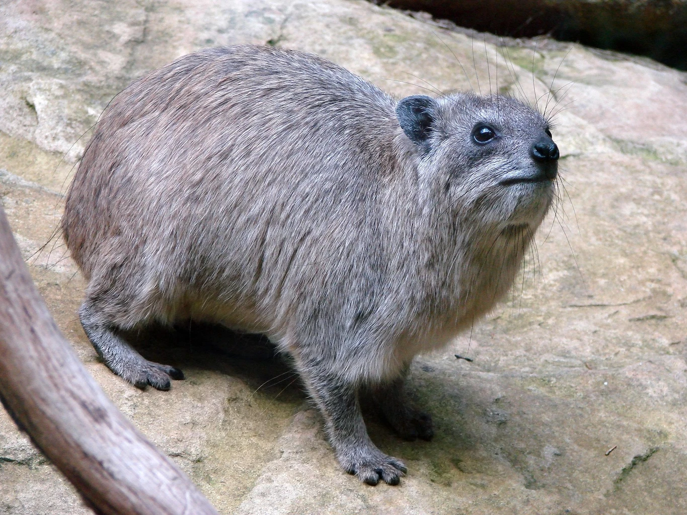 Rock Hyrax