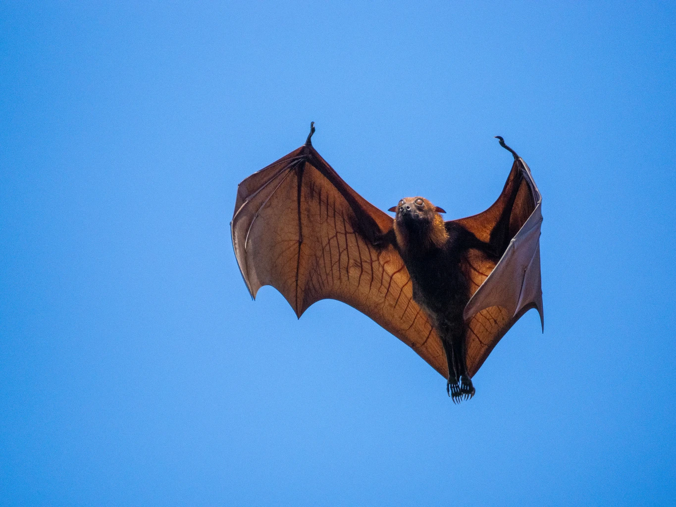 Flying fox