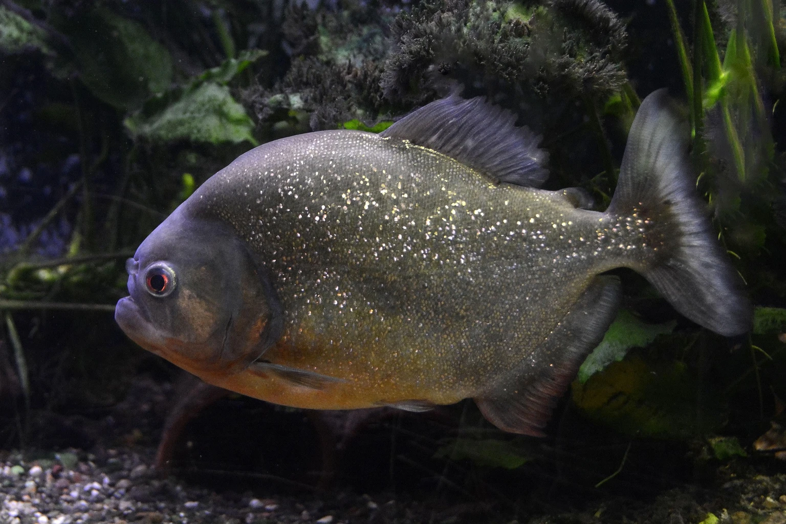 Piranha